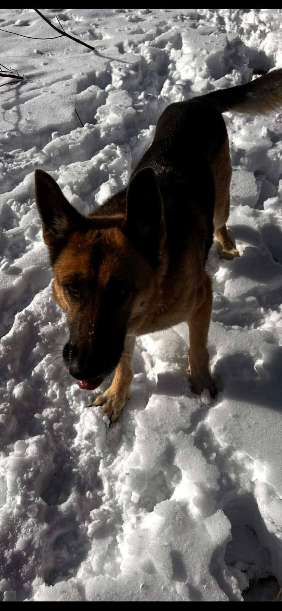 Enlarge Katie, a ADOPTABLE German Shepherd Dog in Willington, CT image 2/4
