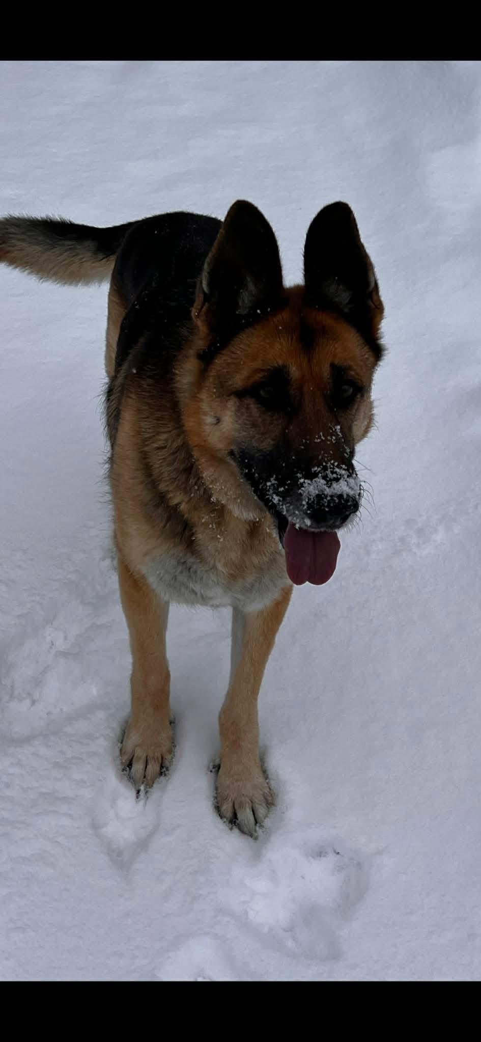 Enlarge Katie, a ADOPTABLE German Shepherd Dog in Willington, CT image 1/4