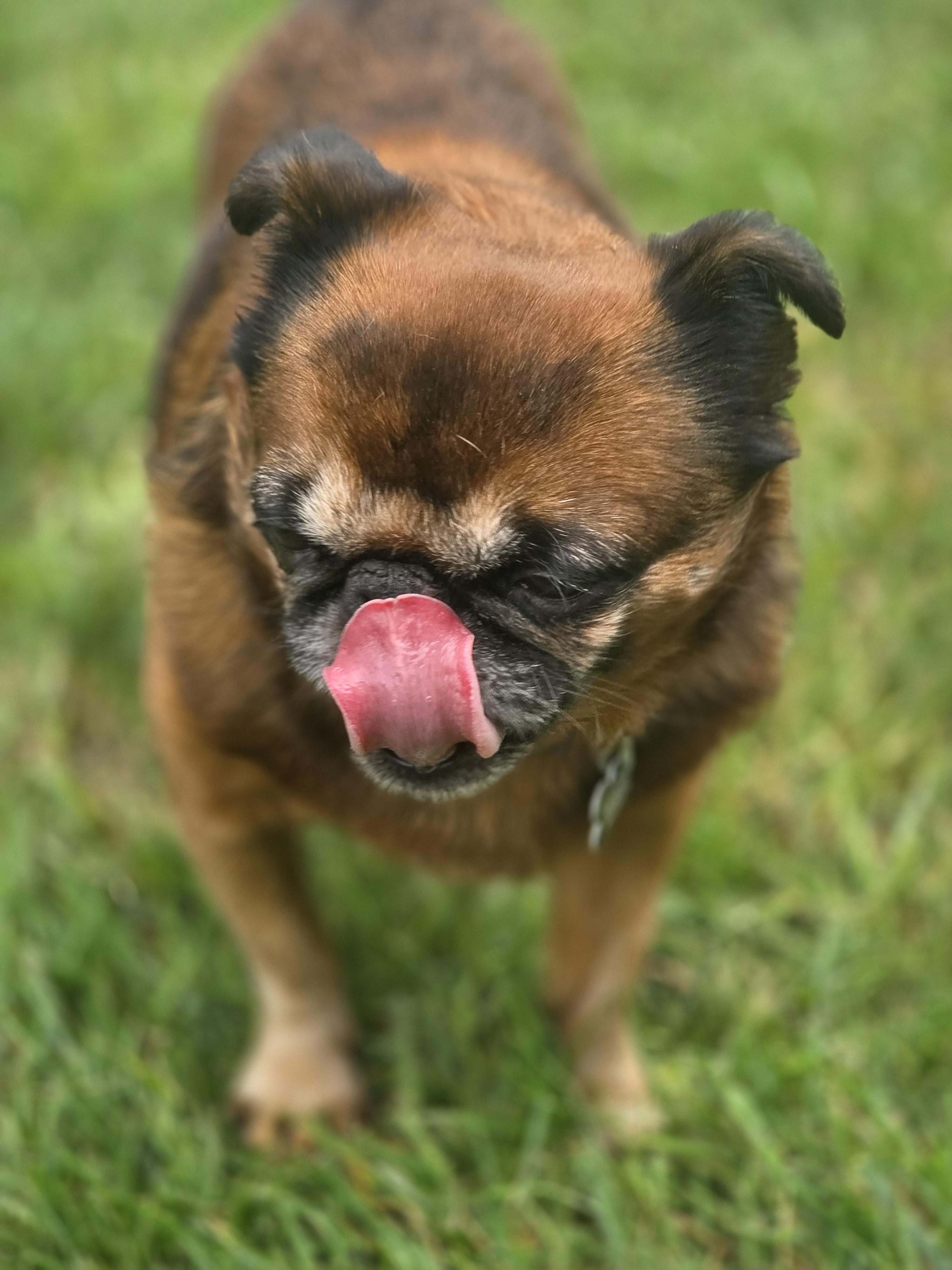Enlarge Marvin, a ADOPTABLE Brussels Griffon in Lisbon, IA image 6/6