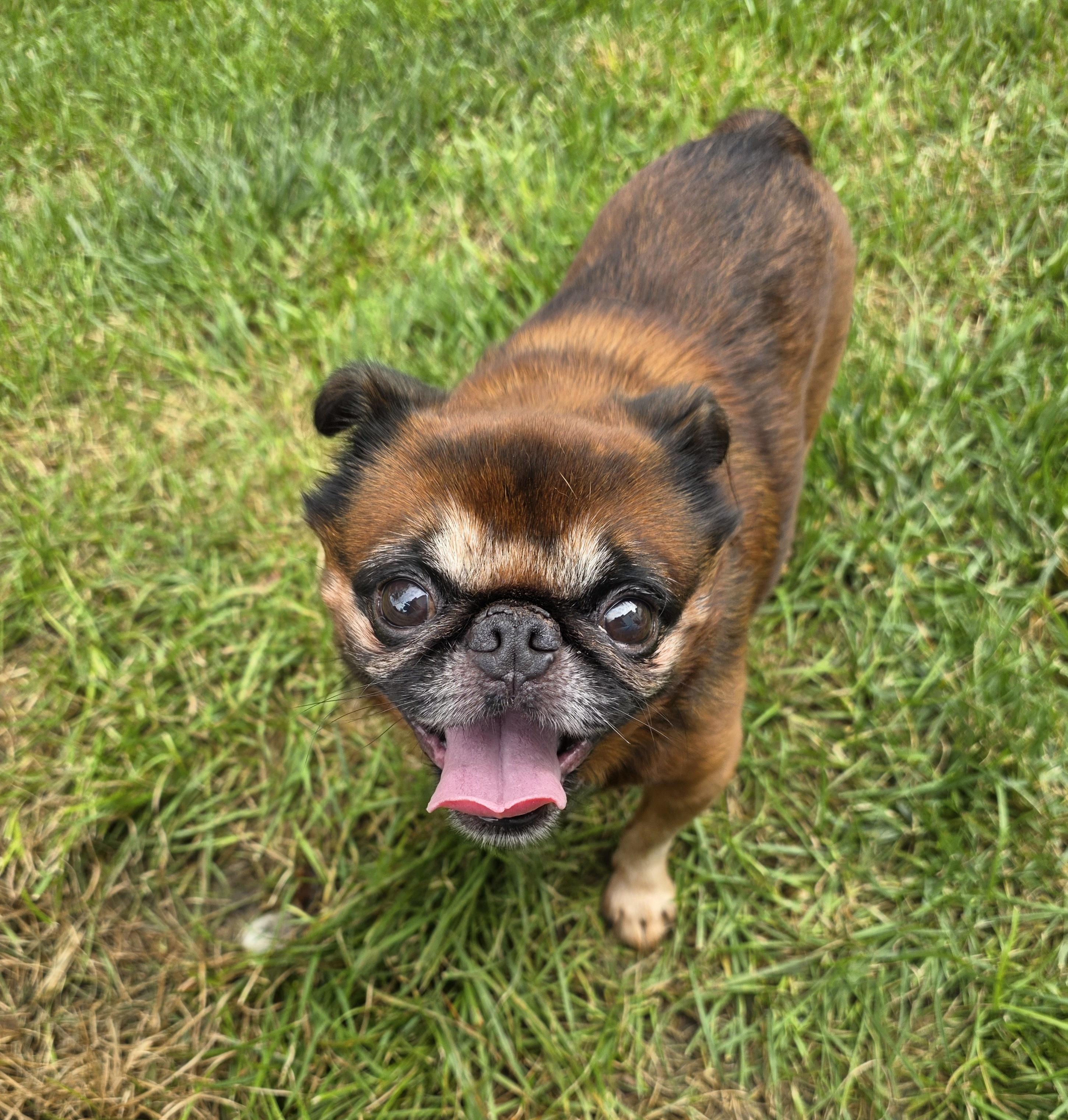 Enlarge Marvin, a ADOPTABLE Brussels Griffon in Lisbon, IA image 5/6