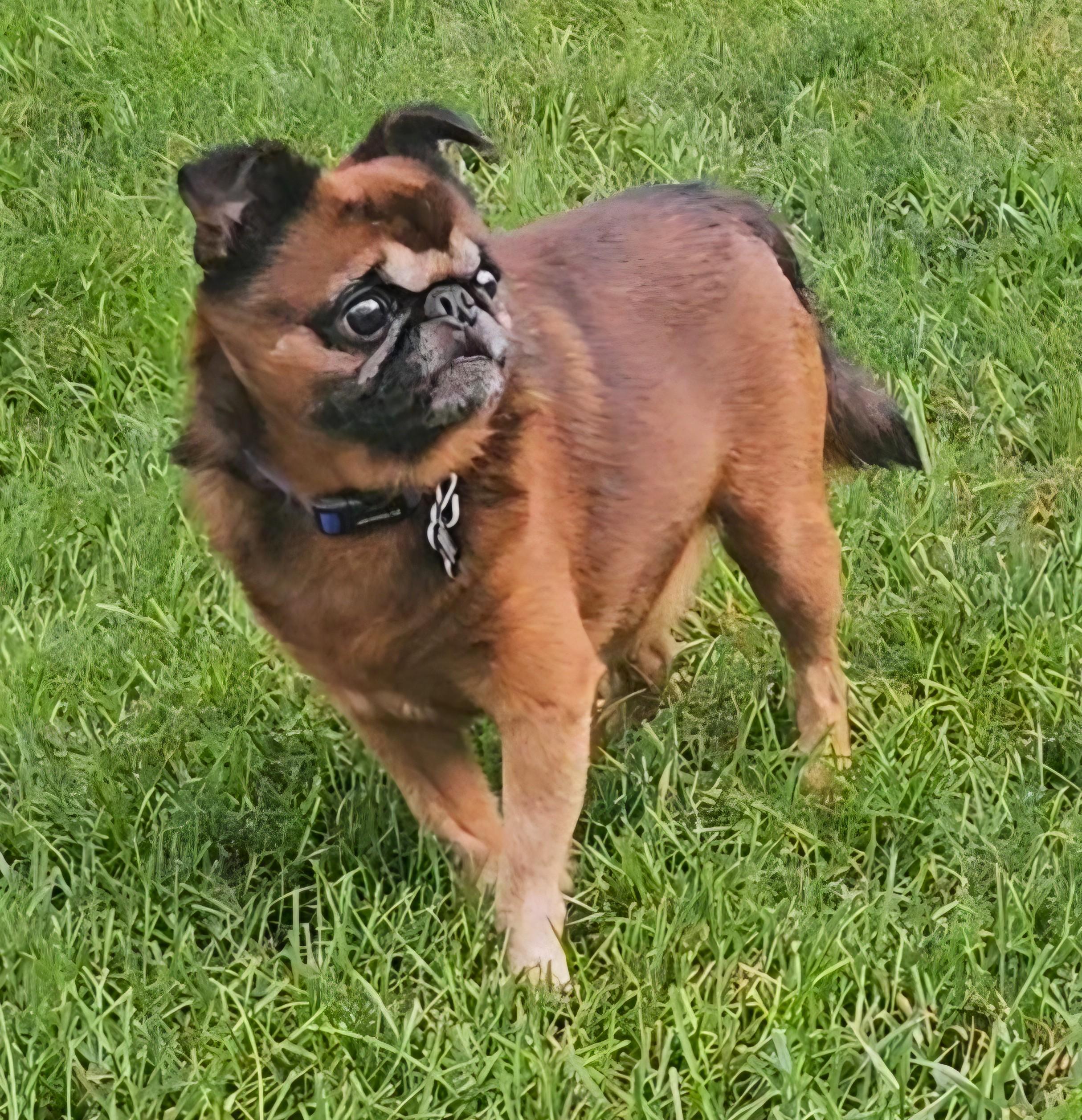 Marvin, ADOPTABLE, Adult Male Brussels Griffon.