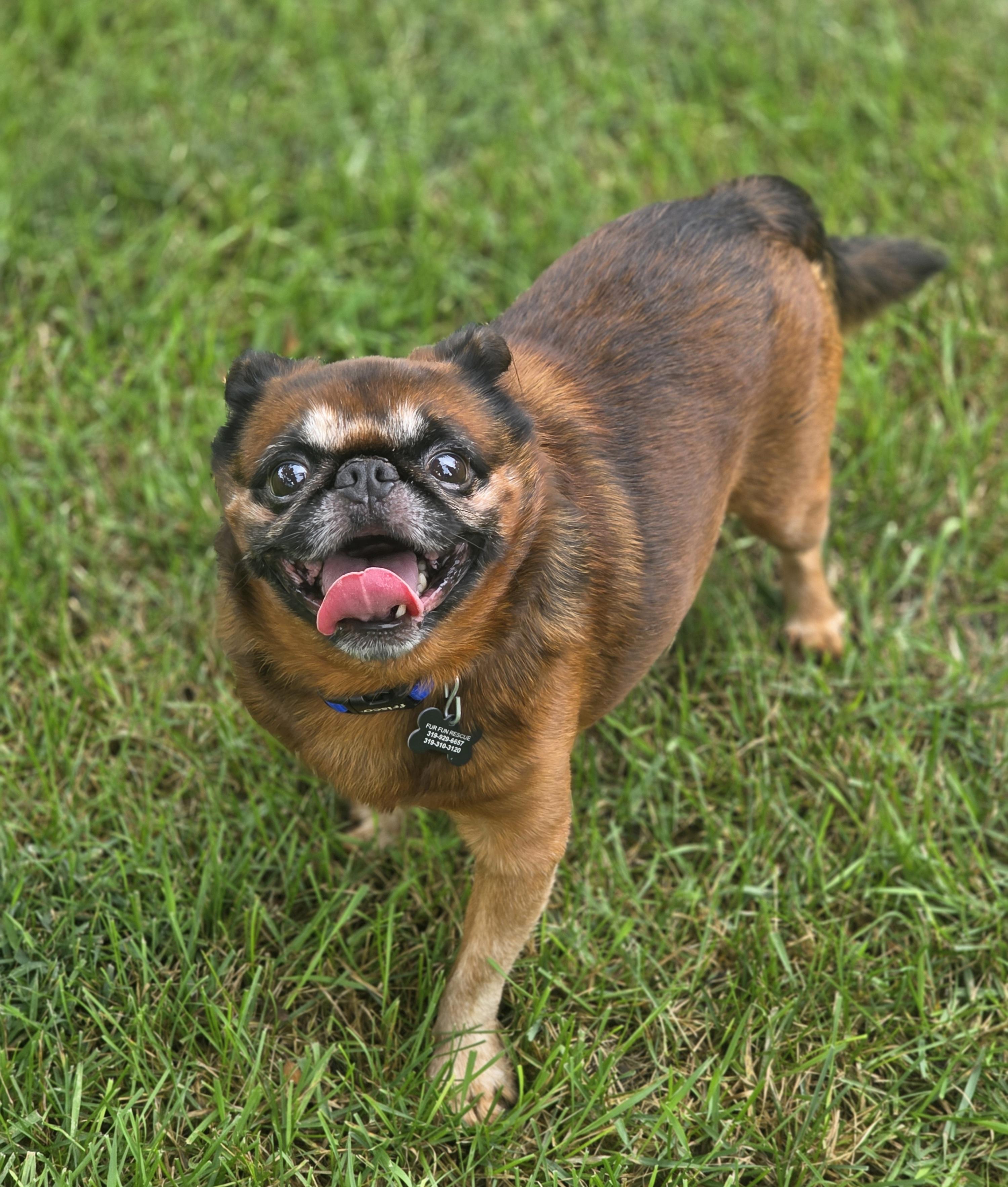 Enlarge Marvin, a ADOPTABLE Brussels Griffon in Lisbon, IA image 2/6