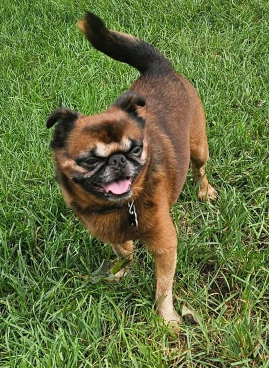 Enlarge Marvin, a ADOPTABLE Brussels Griffon in Lisbon, IA image 3/6