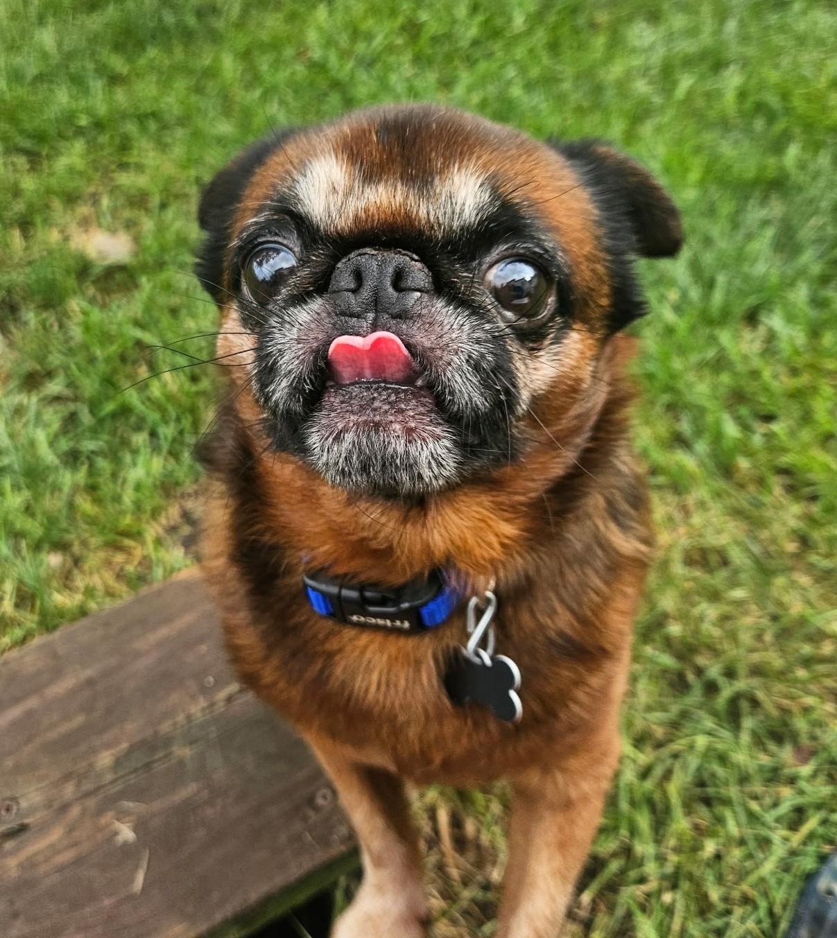 Enlarge Marvin, a ADOPTABLE Brussels Griffon in Lisbon, IA image 4/6