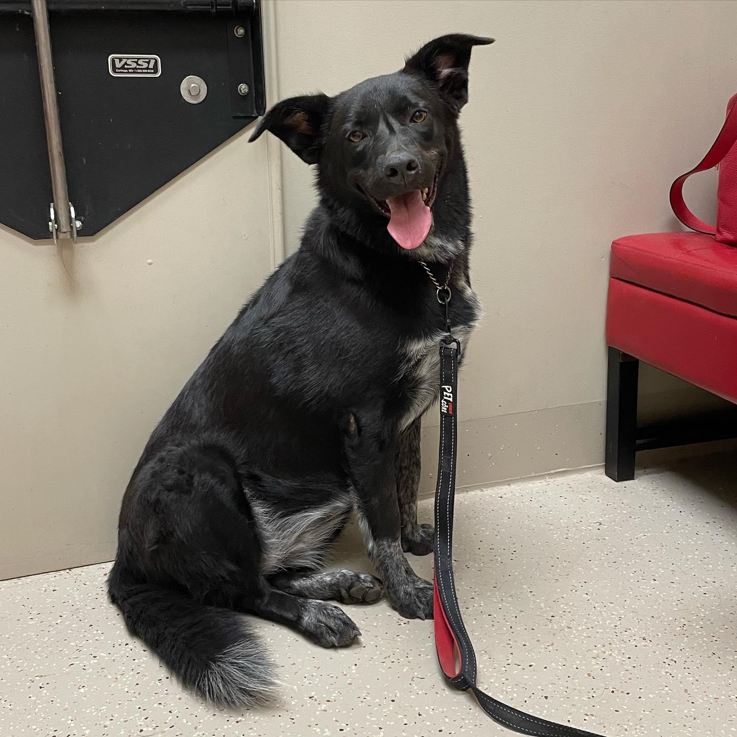 Nollie, Adopted, Adult Female Australian Cattle Dog / Blue Heeler & Great Pyrenees.