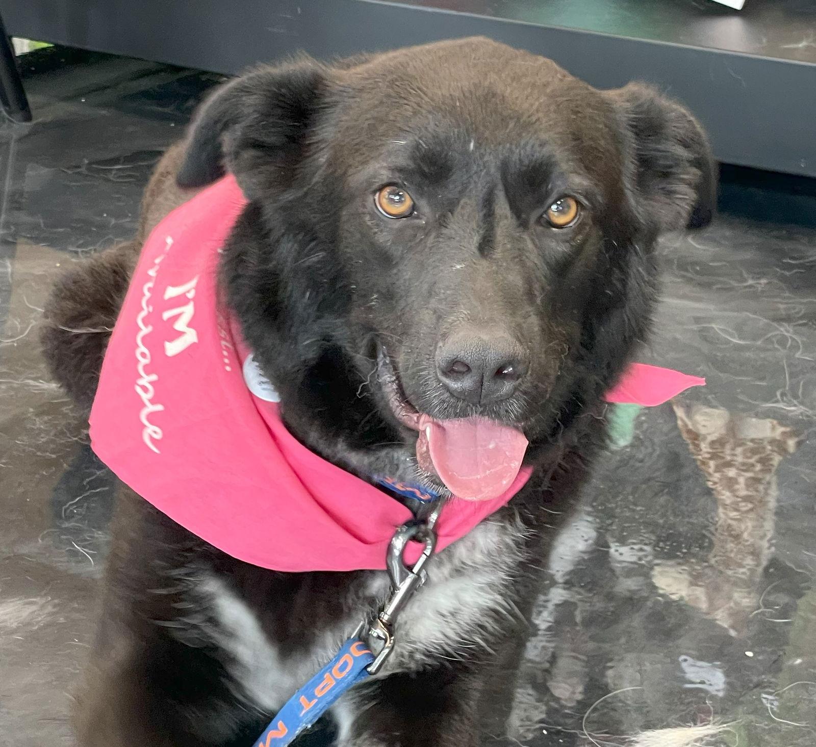 Nollie, a Adopted mixed breed in Whitewright, TX image 2/3