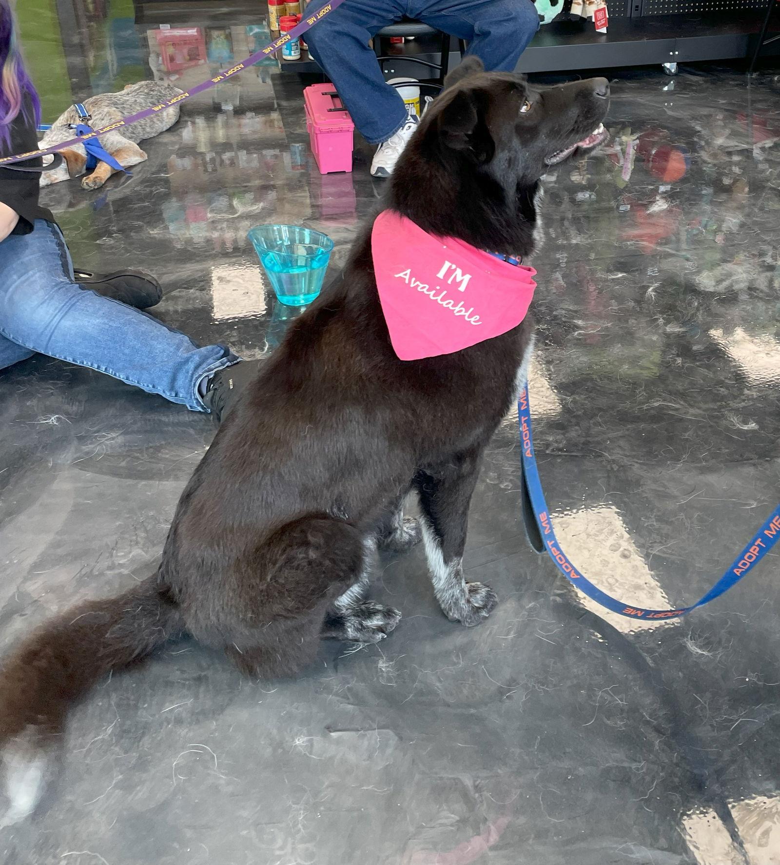 Nollie, a Adopted mixed breed in Whitewright, TX image 3/3