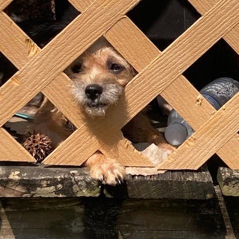 Carrie Oki, Adoptable, Adult Female Wirehaired Terrier.