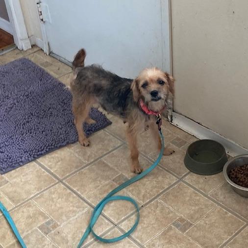 Enlarge Carrie Oki, a Adoptable Wirehaired Terrier in East Saint Louis, IL image 2/3
