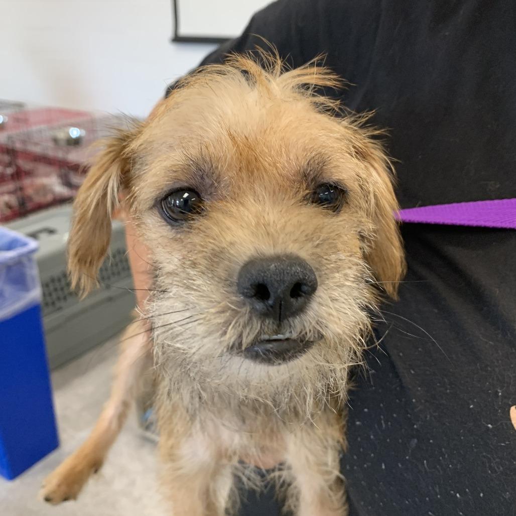Enlarge Carrie Oki, a Adoptable Wirehaired Terrier in East Saint Louis, IL image 3/3
