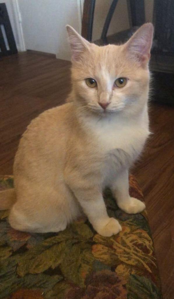 Sammy, Adoptable, Young Male Domestic Short Hair.