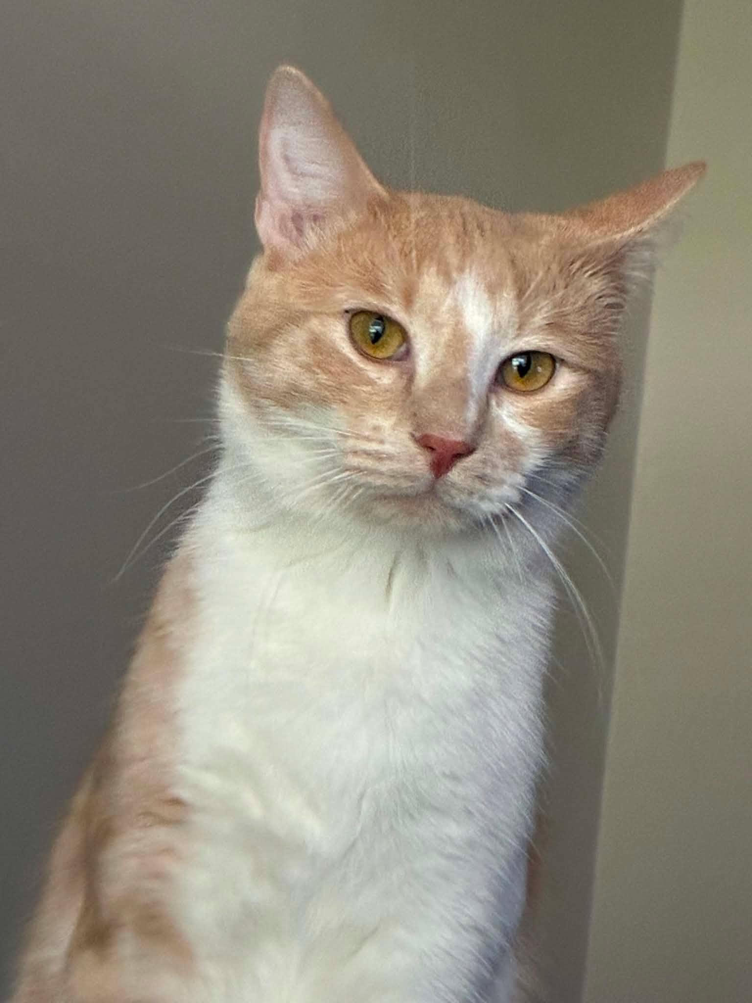 Enlarge Sammy, a Adoptable Domestic Short Hair in New Baltimore, MI image 2/3
