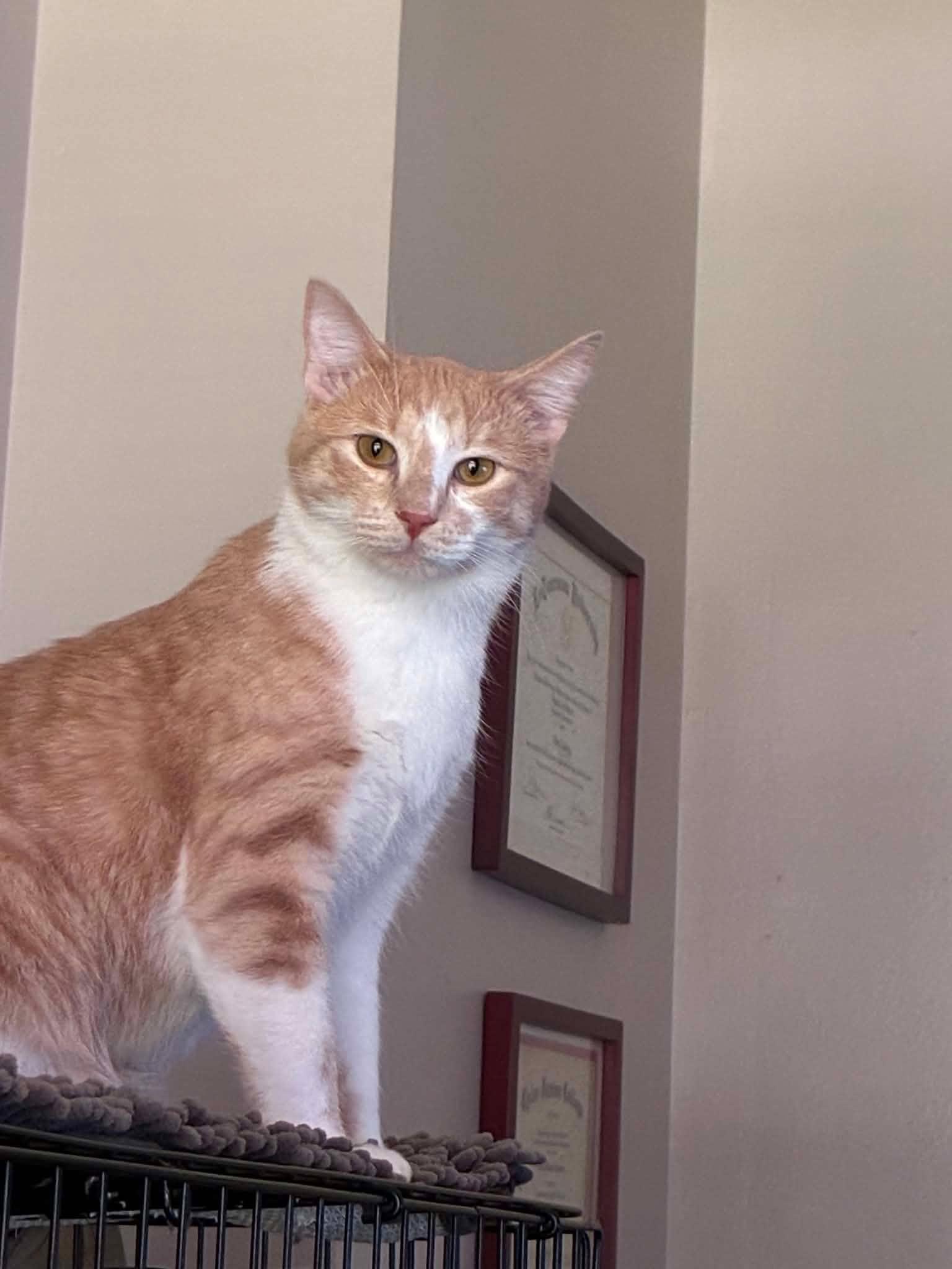 Enlarge Sammy, a Adoptable Domestic Short Hair in New Baltimore, MI image 3/3