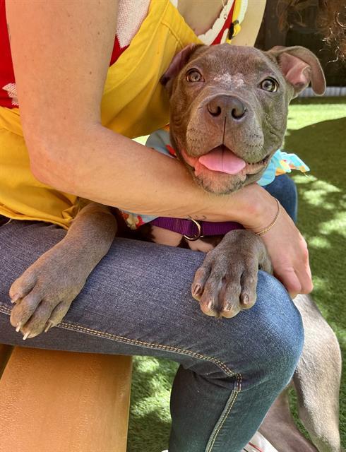 Enlarge APOLLO, a Adoptable Pit Bull Terrier in San Francisco, CA image 1/1