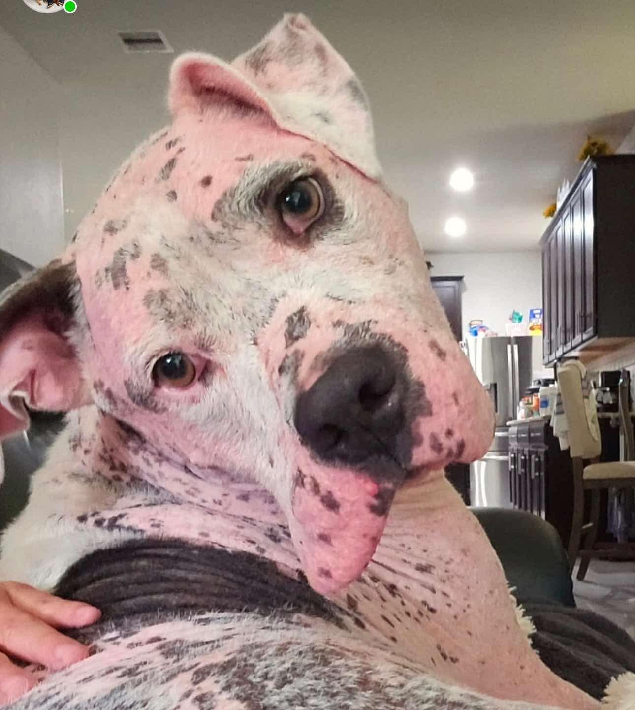 Enlarge Sully, a Adoption Pending mixed breed in Arlee, MT image 1/6