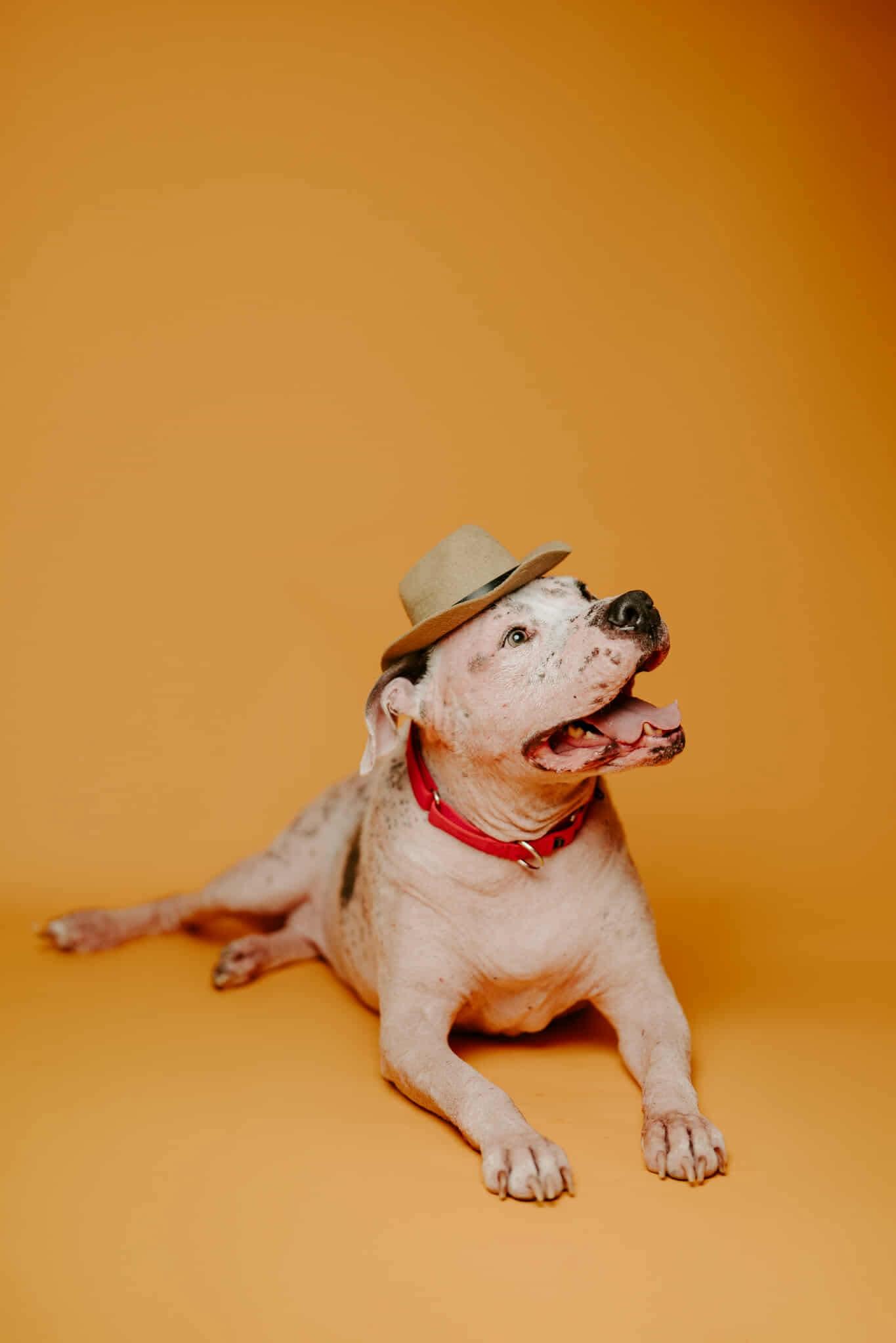 Enlarge Sully, a Adoption Pending mixed breed in Arlee, MT image 2/6