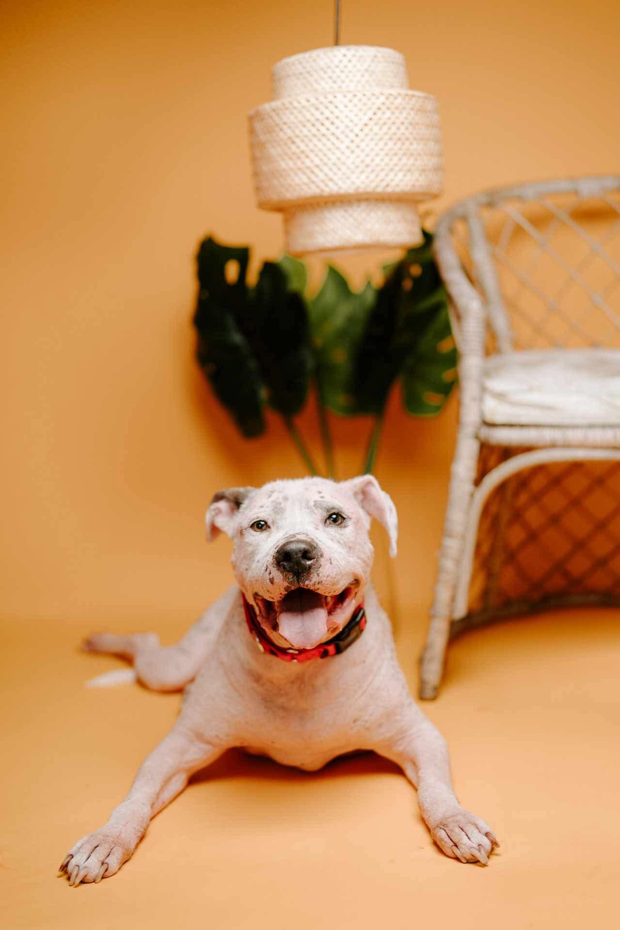 Enlarge Sully, a Adoption Pending mixed breed in Arlee, MT image 3/6