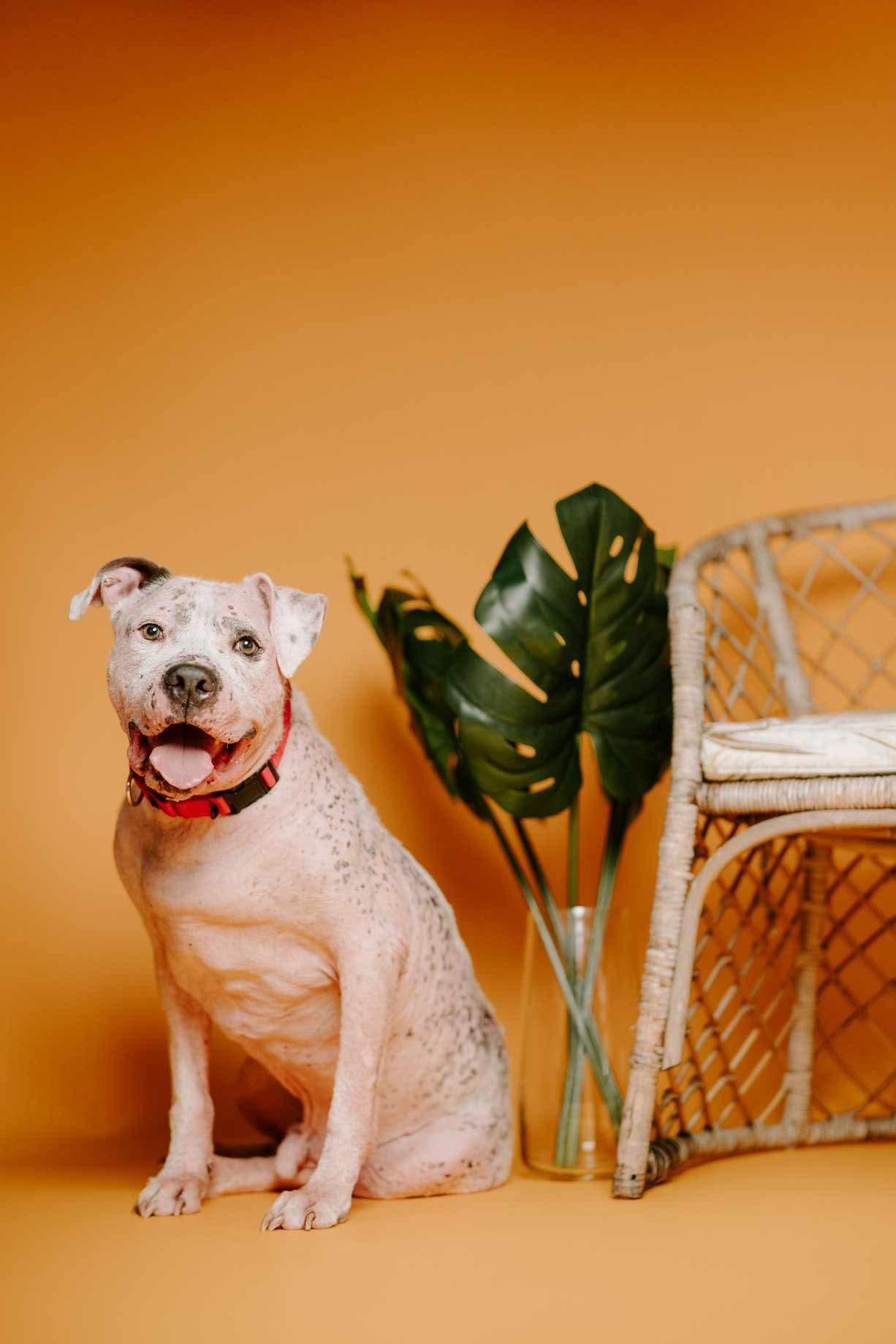 Enlarge Sully, a Adoption Pending mixed breed in Arlee, MT image 4/6