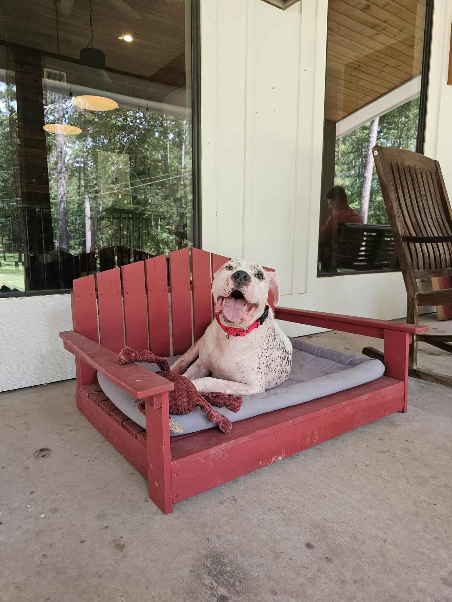 Enlarge Sully, a Adoption Pending mixed breed in Arlee, MT image 6/6