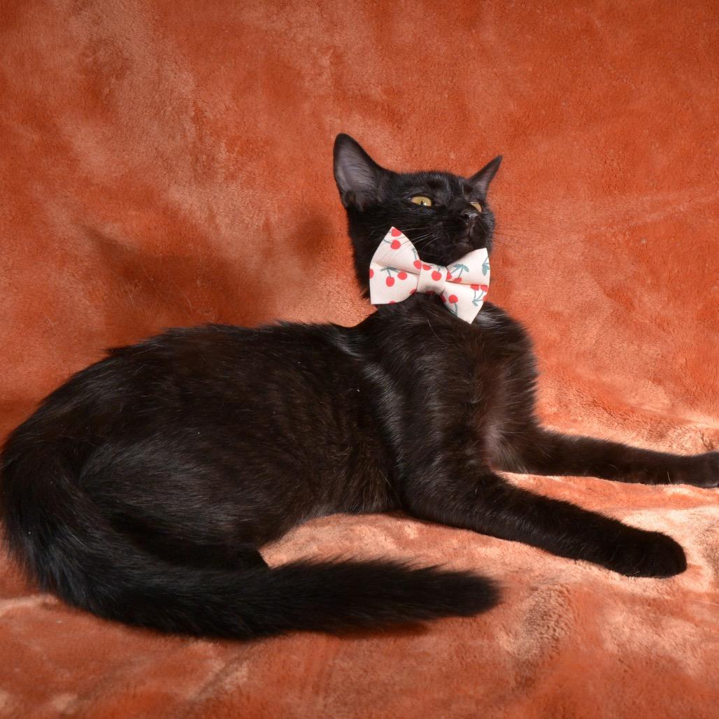 Shadow, Adoptable, Young Male Domestic Short Hair.