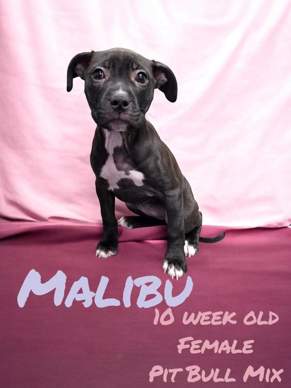 Malibu, Adoptable, Puppy Female Pit Bull Terrier.
