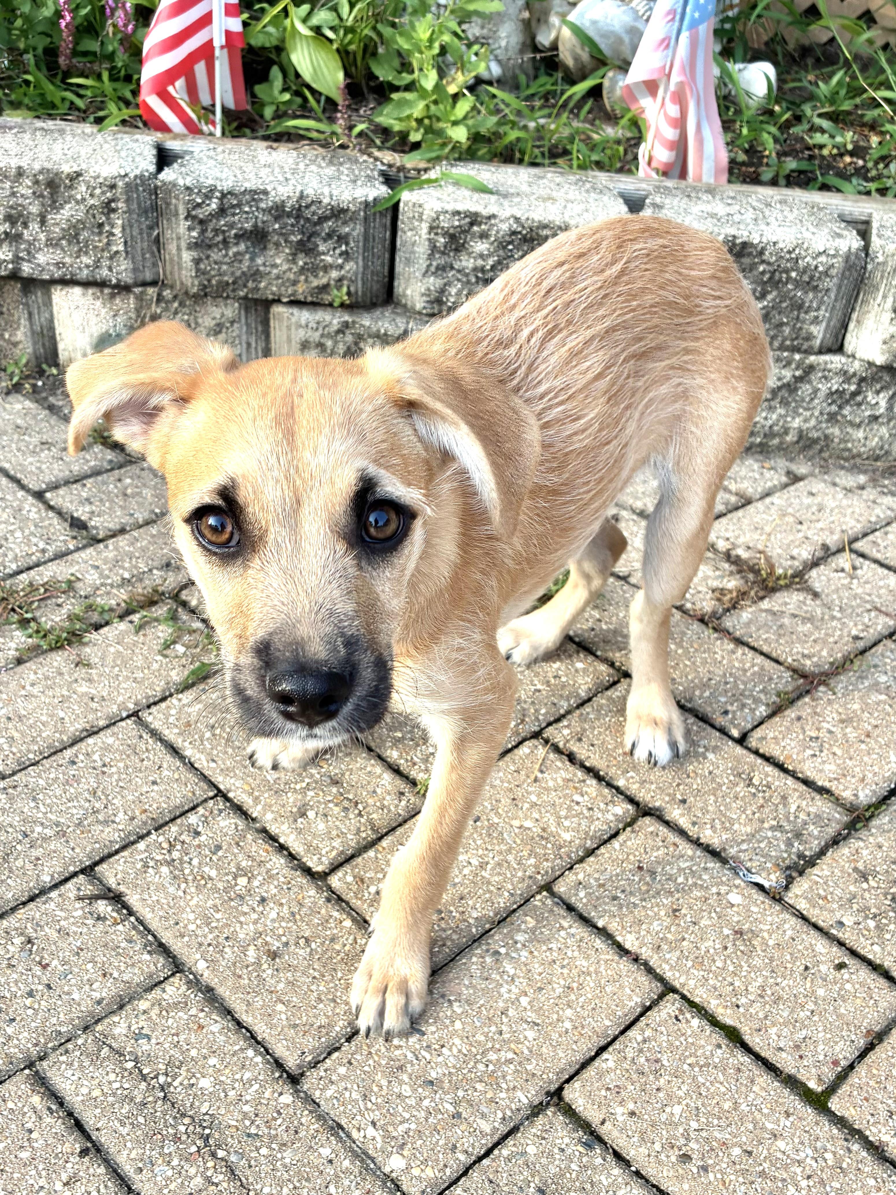 Hope, Adoptable, Puppy Female Black Mouth Cur.