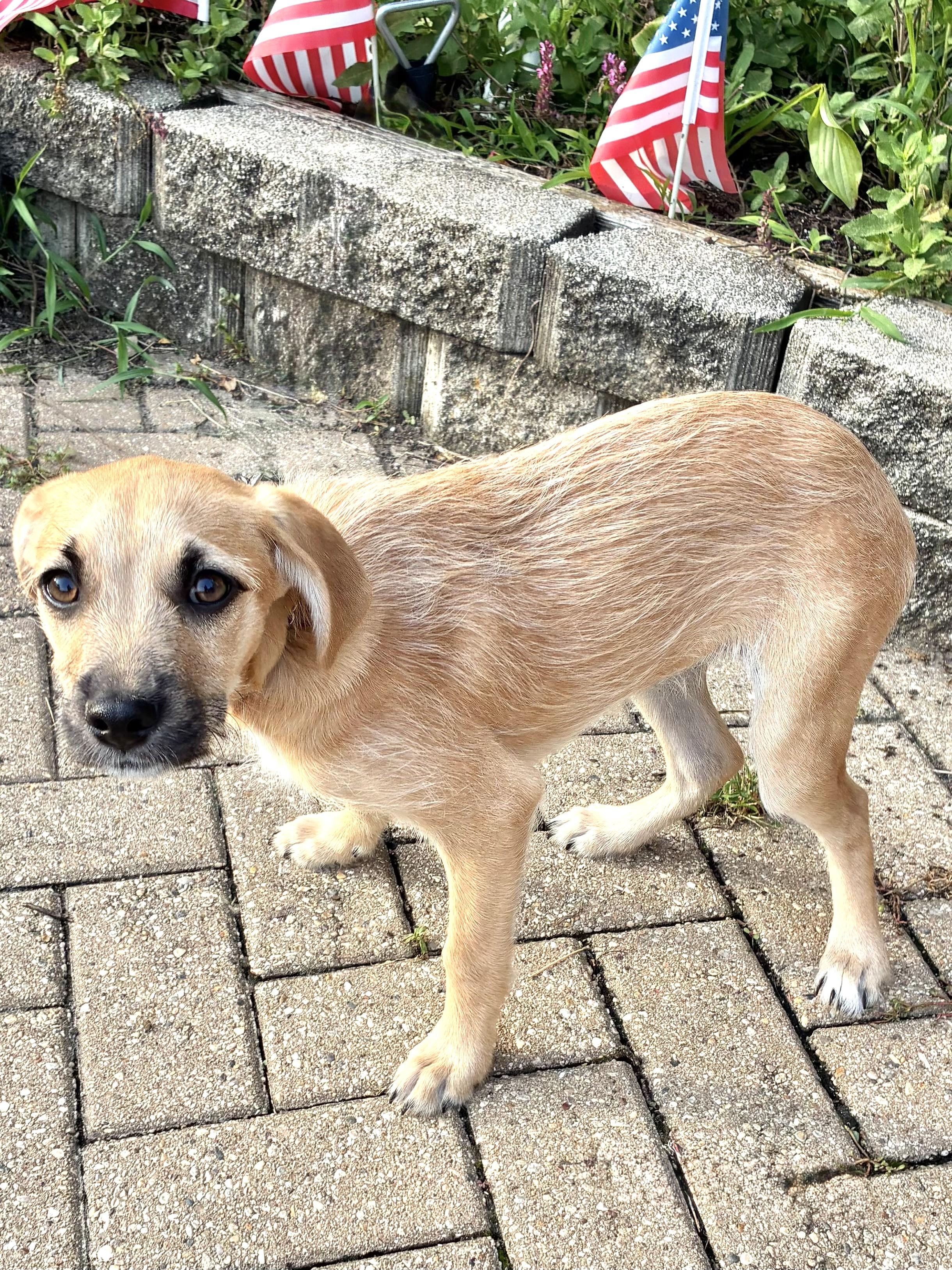 Enlarge Hope, a Adoptable mixed breed in West Chicago, IL image 2/3