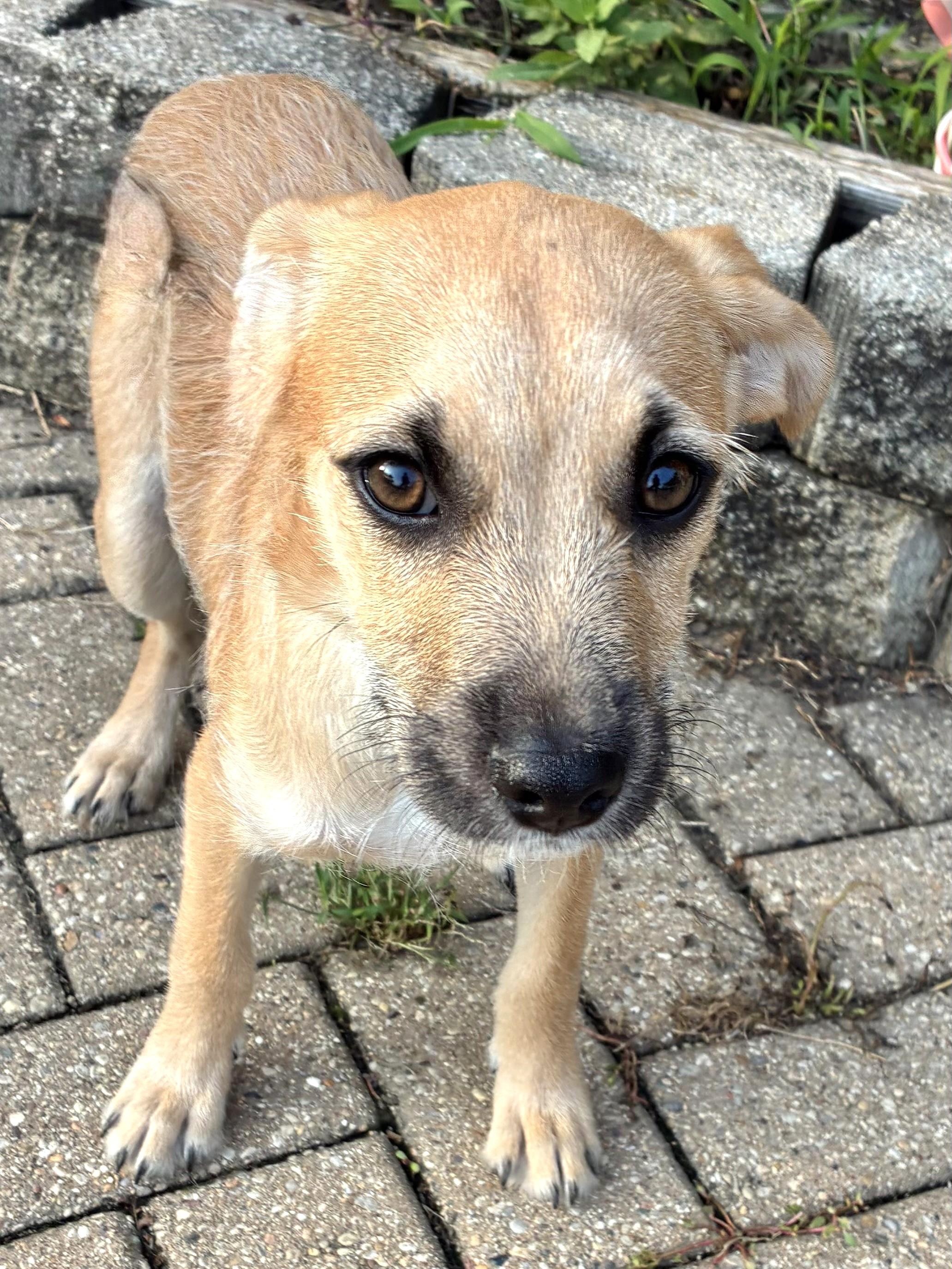 Enlarge Hope, a Adoptable mixed breed in West Chicago, IL image 3/3