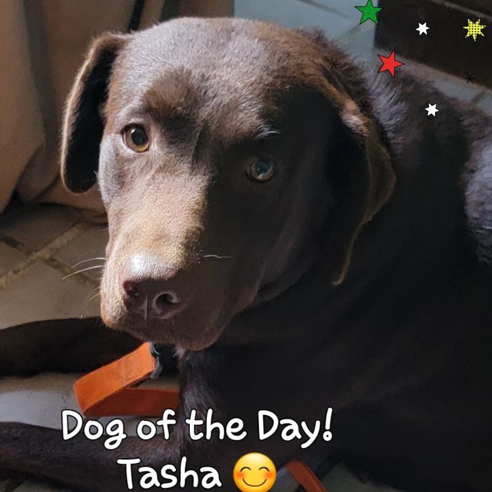 Tasha, Adopted, Adult Female Chocolate Labrador Retriever.
