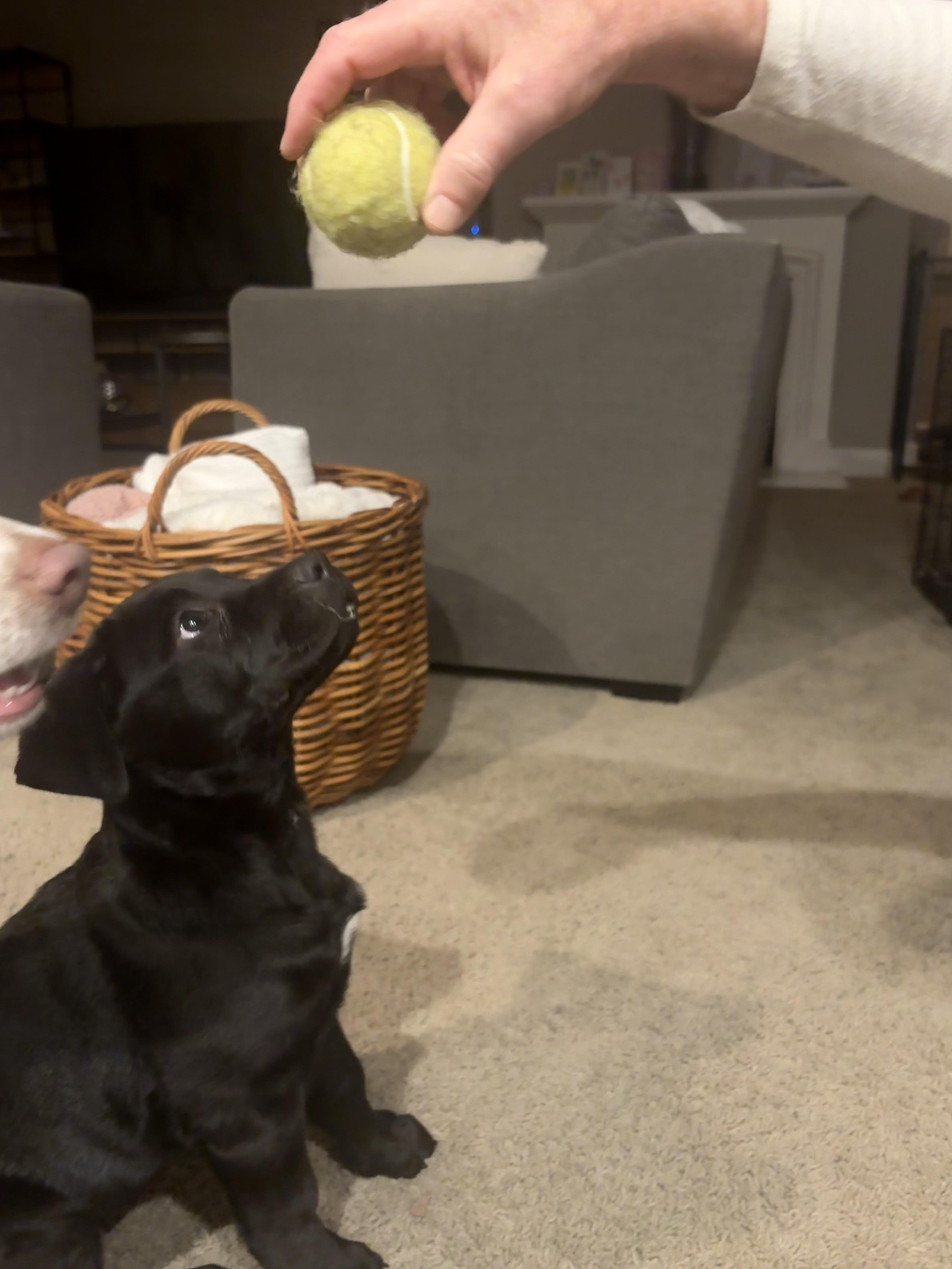 Enlarge Petunia, an adopted mixed breed in Lincoln, CA image 3/4