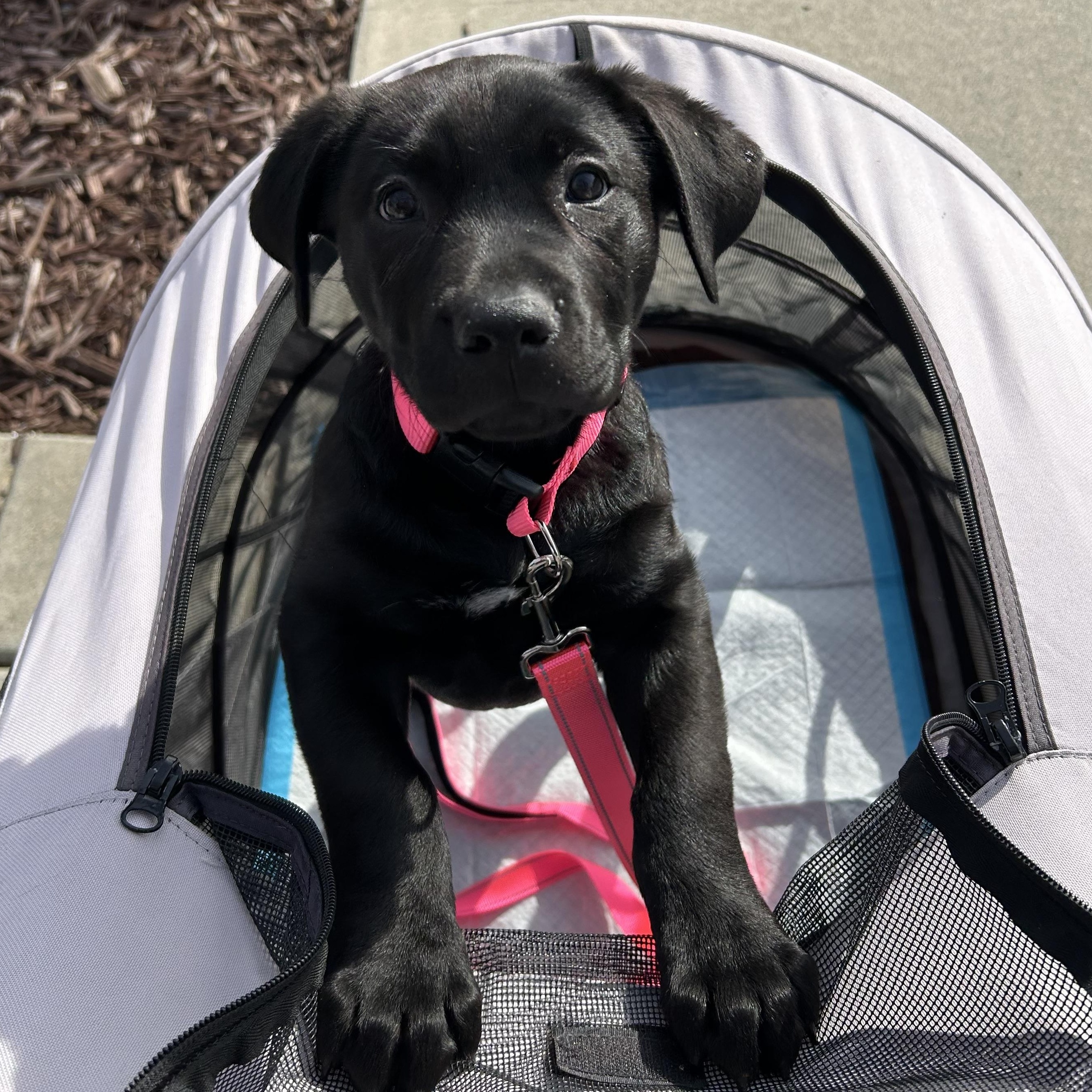 Enlarge Petunia, an adopted mixed breed in Lincoln, CA image 2/4