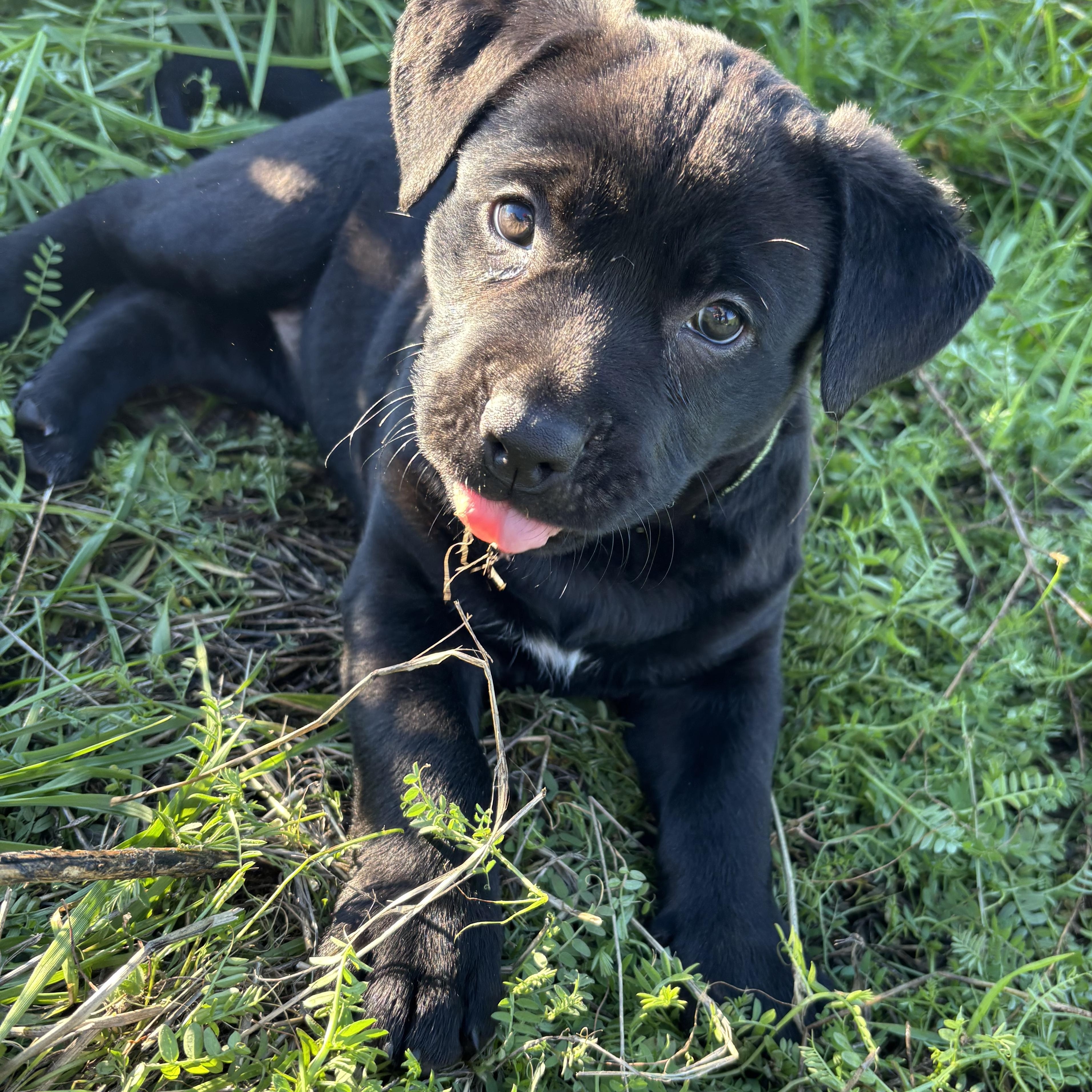 Petunia, adopted, Puppy Female Pit Bull Terrier & German Shepherd Dog.