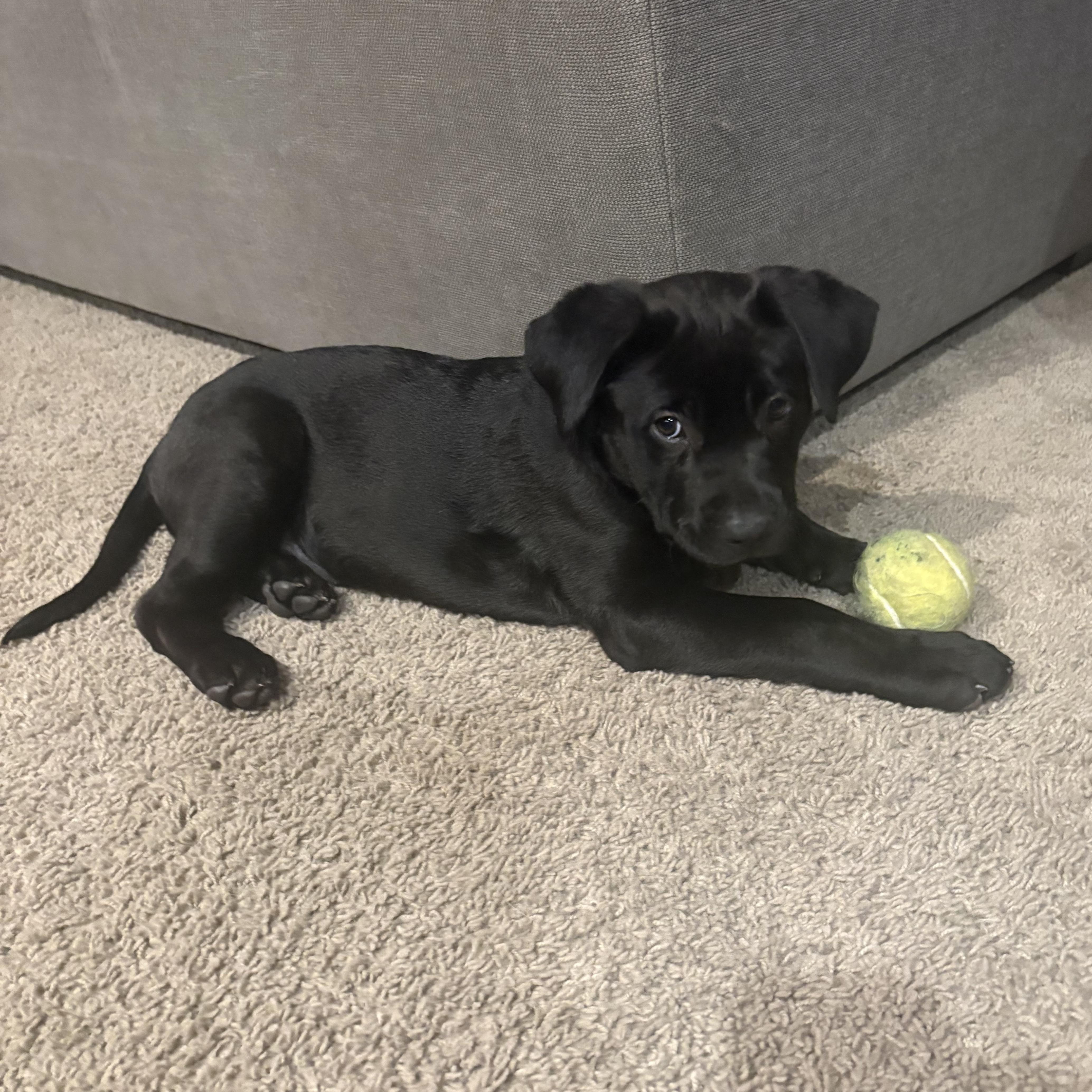 Enlarge Petunia, an adopted mixed breed in Lincoln, CA image 4/4