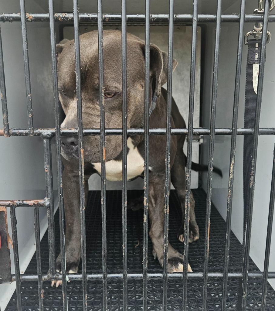 Kenny, Adoptable, Adult Male Pit Bull Terrier.