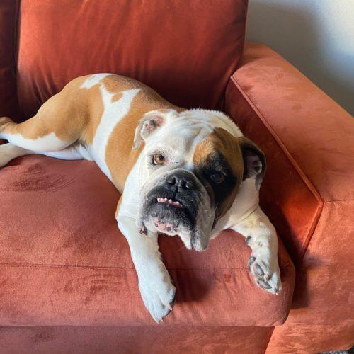 Thor, Adoptable, Senior Male English Bulldog.