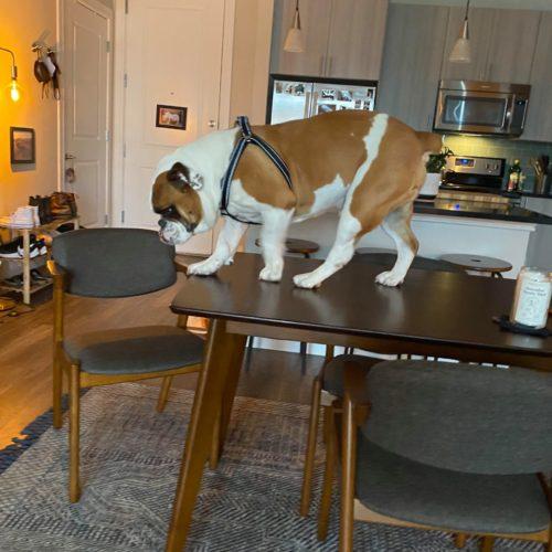 Enlarge Thor, a Adoptable English Bulldog in Austin, TX image 2/5