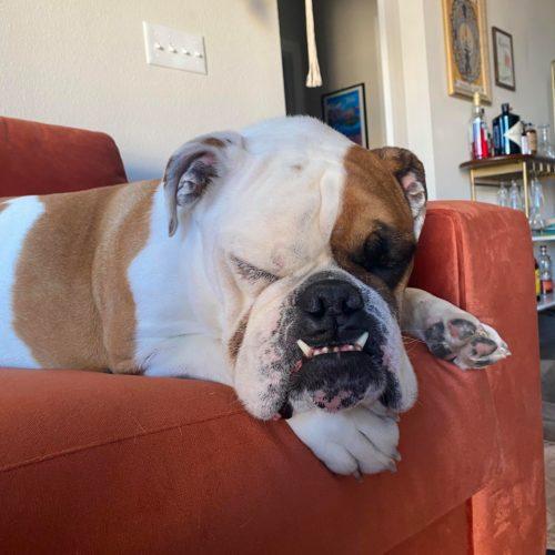 Enlarge Thor, a Adoptable English Bulldog in Austin, TX image 3/5