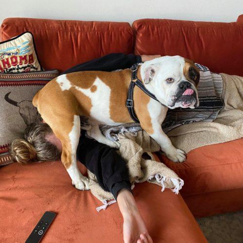 Enlarge Thor, a Adoptable English Bulldog in Austin, TX image 4/5