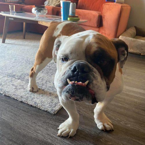 Enlarge Thor, a Adoptable English Bulldog in Austin, TX image 5/5