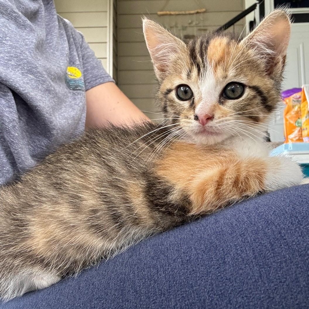 Phoebe