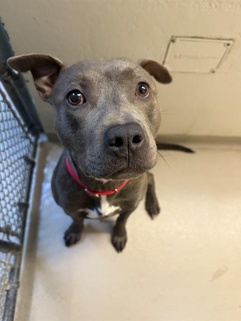 KYRIE, Adoptable, Young Male Pit Bull Terrier & Mixed Breed.