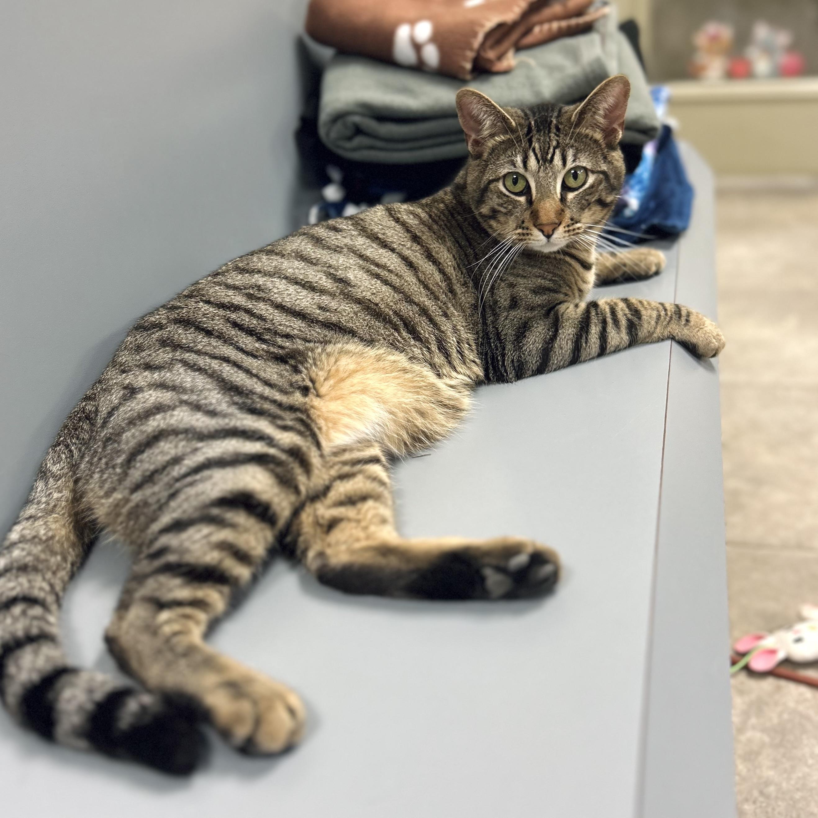 Enlarge Sammy, a Adoptable Domestic Short Hair in Seguin, TX image 3/6