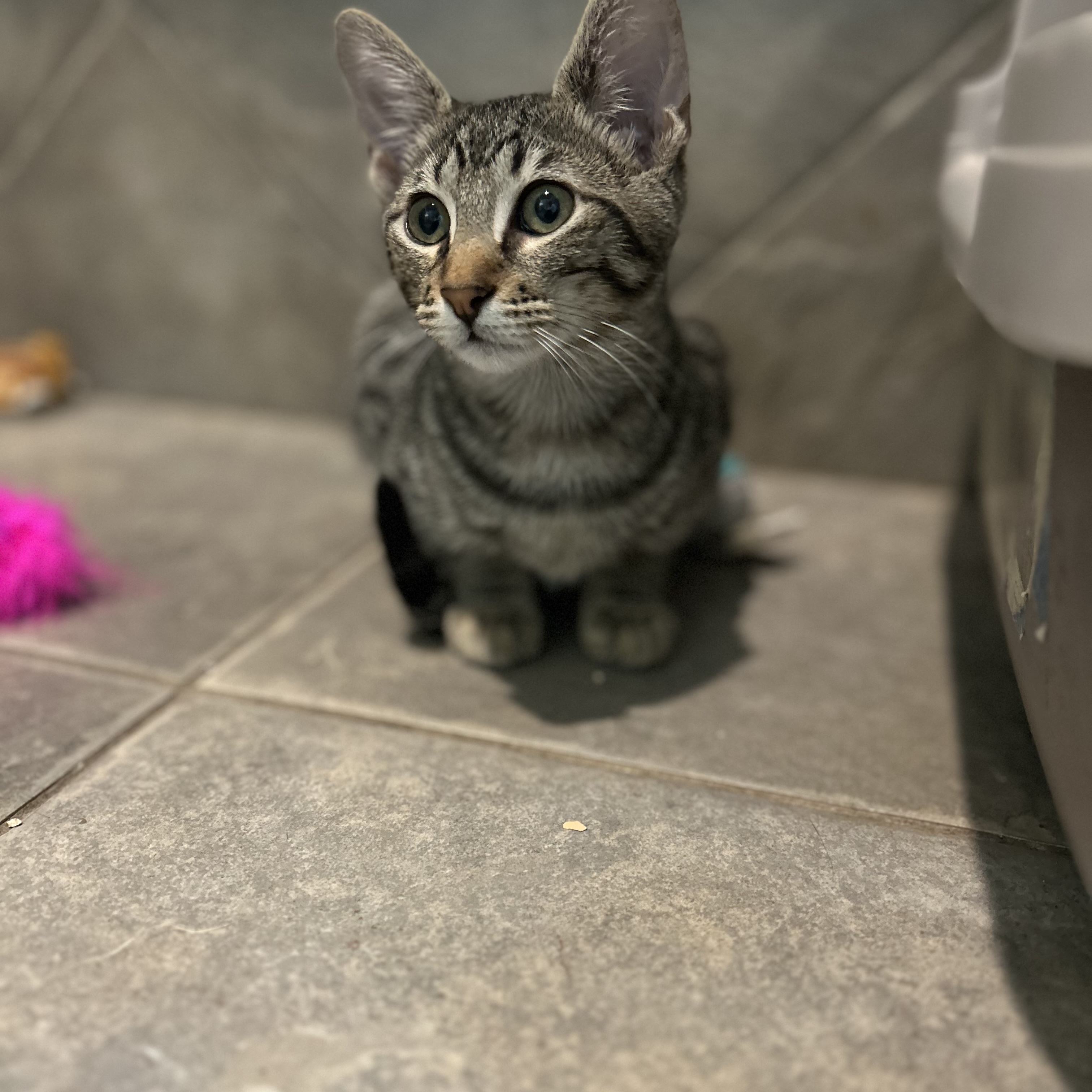 Enlarge Sammy, a Adoptable Domestic Short Hair in Seguin, TX image 3/5