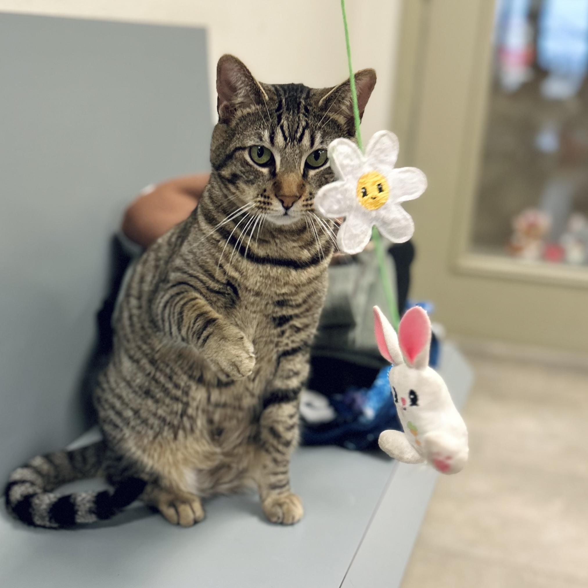 Sammy, Adoptable, Young Male Domestic Short Hair.