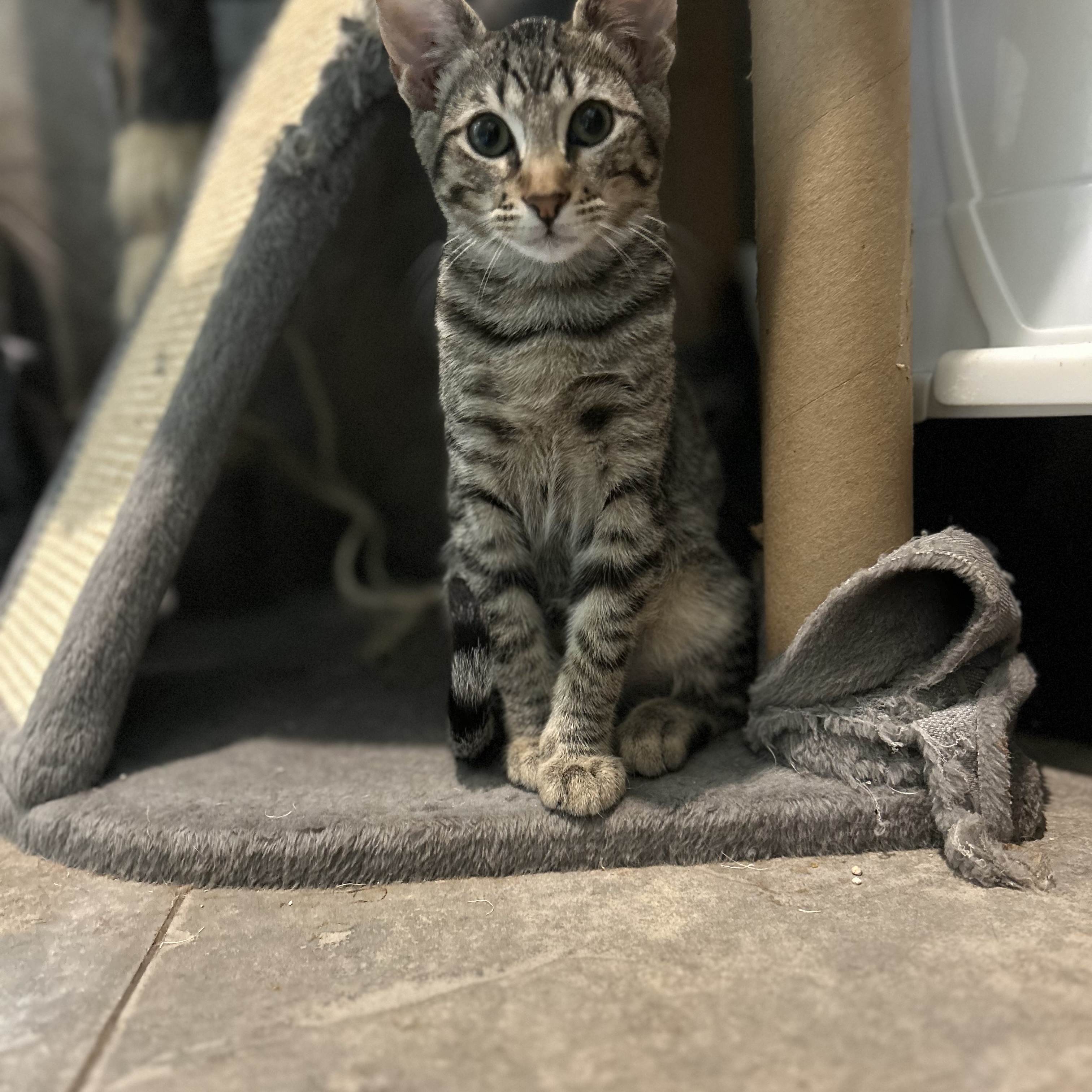 Enlarge Sammy, a Adoptable Domestic Short Hair in Seguin, TX image 5/5