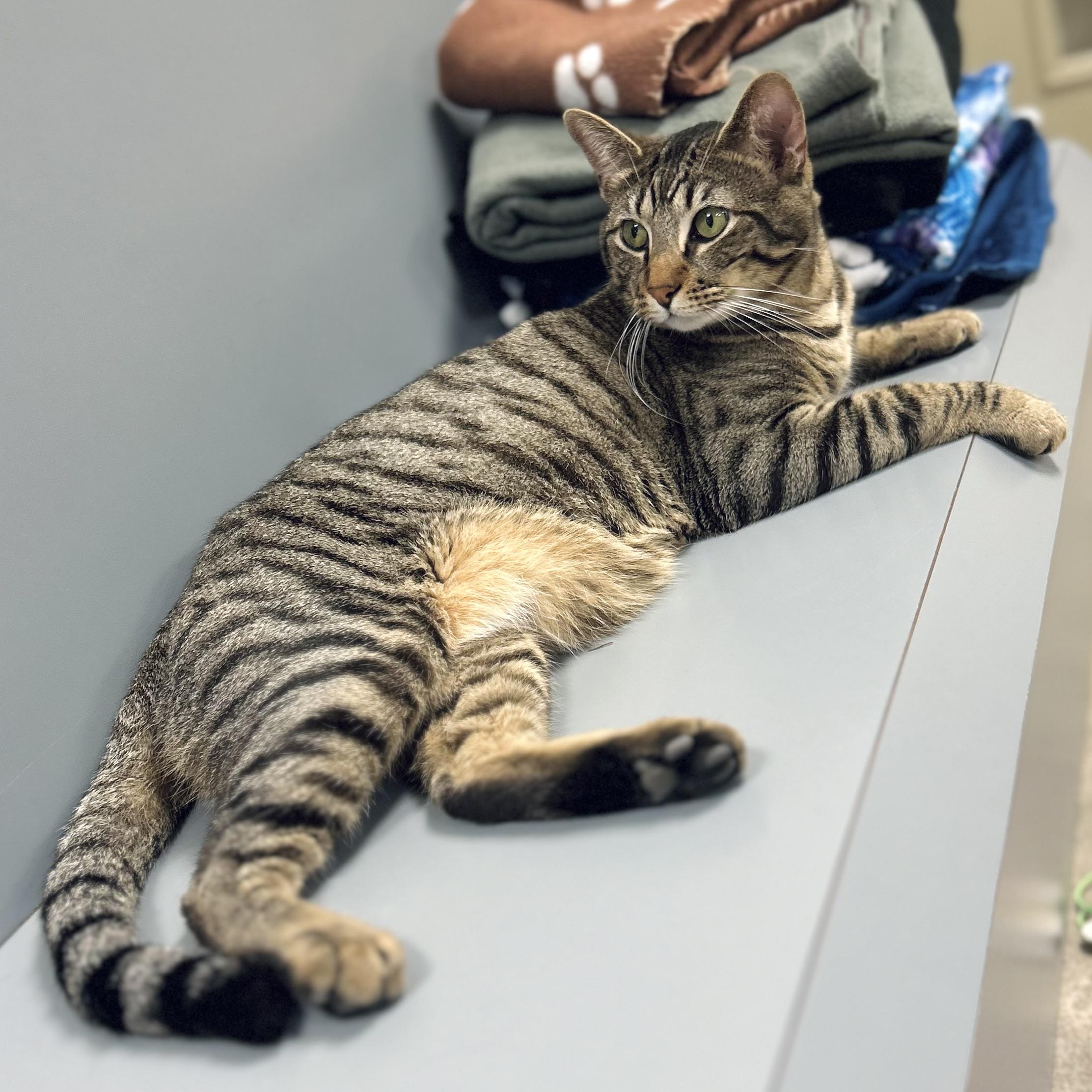 Enlarge Sammy, a Adoptable Domestic Short Hair in Seguin, TX image 2/6