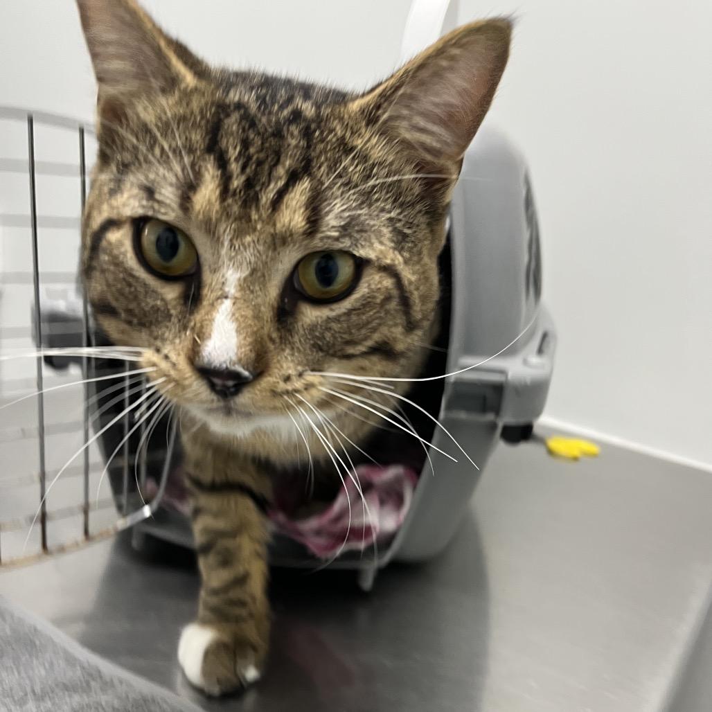 Gonzo, Adoptable, Adult Male Domestic Short Hair.