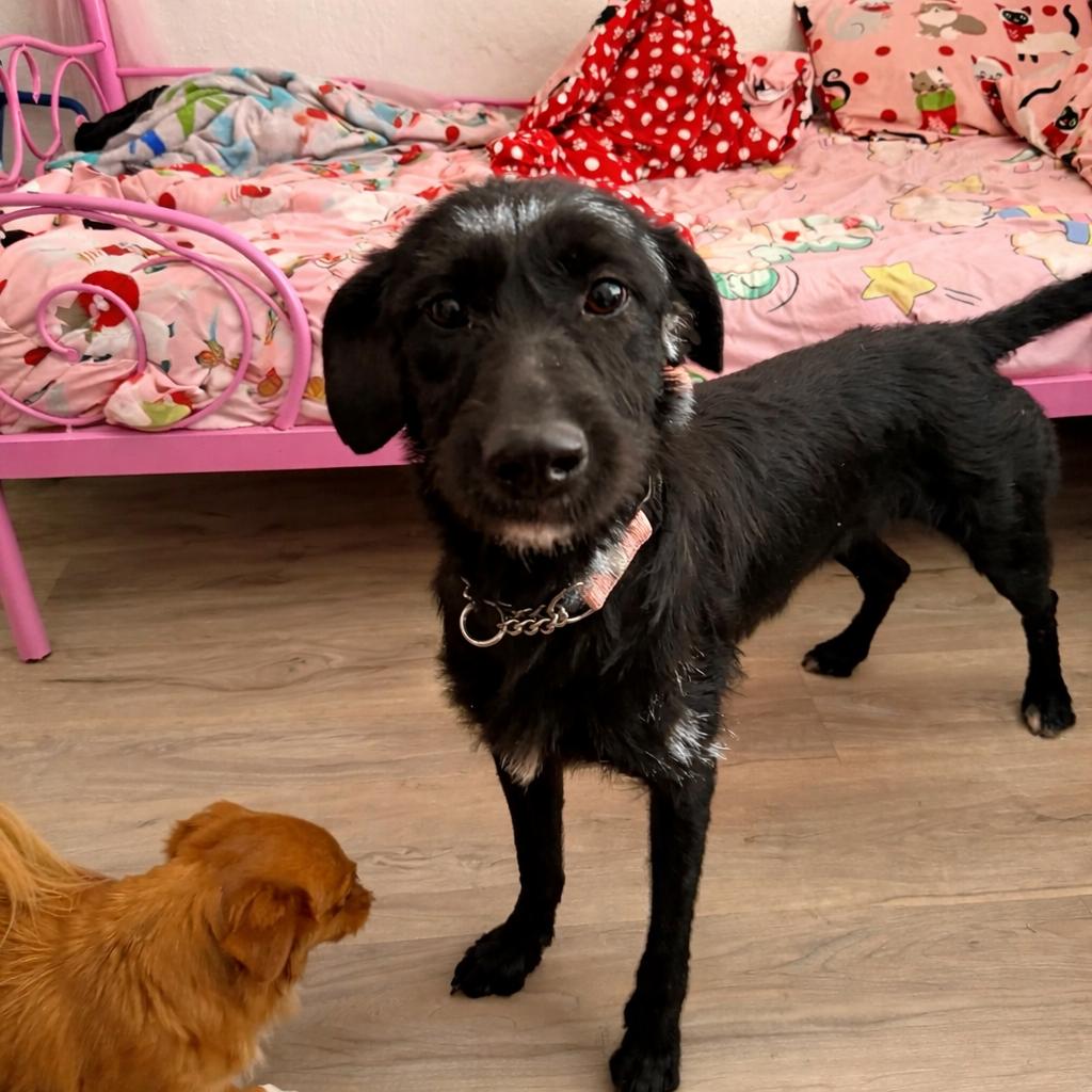 Camille, Adoptable, Young Female Poodle.