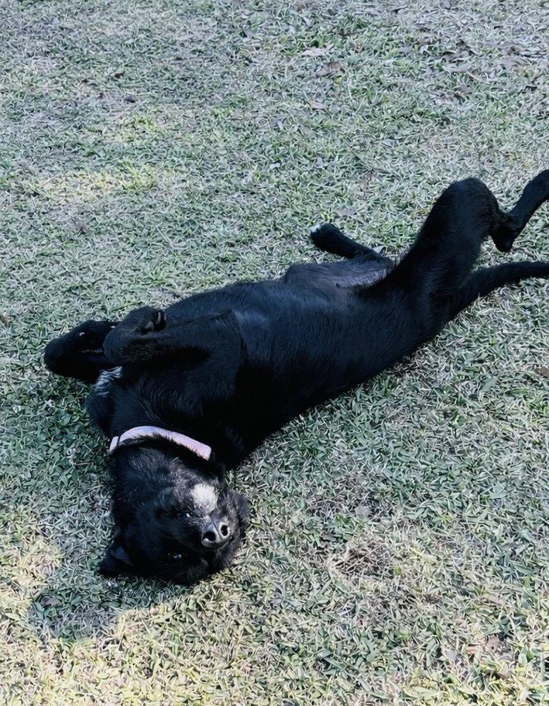 Enlarge Camille, a Adoptable Poodle in Valrico, FL image 3/3