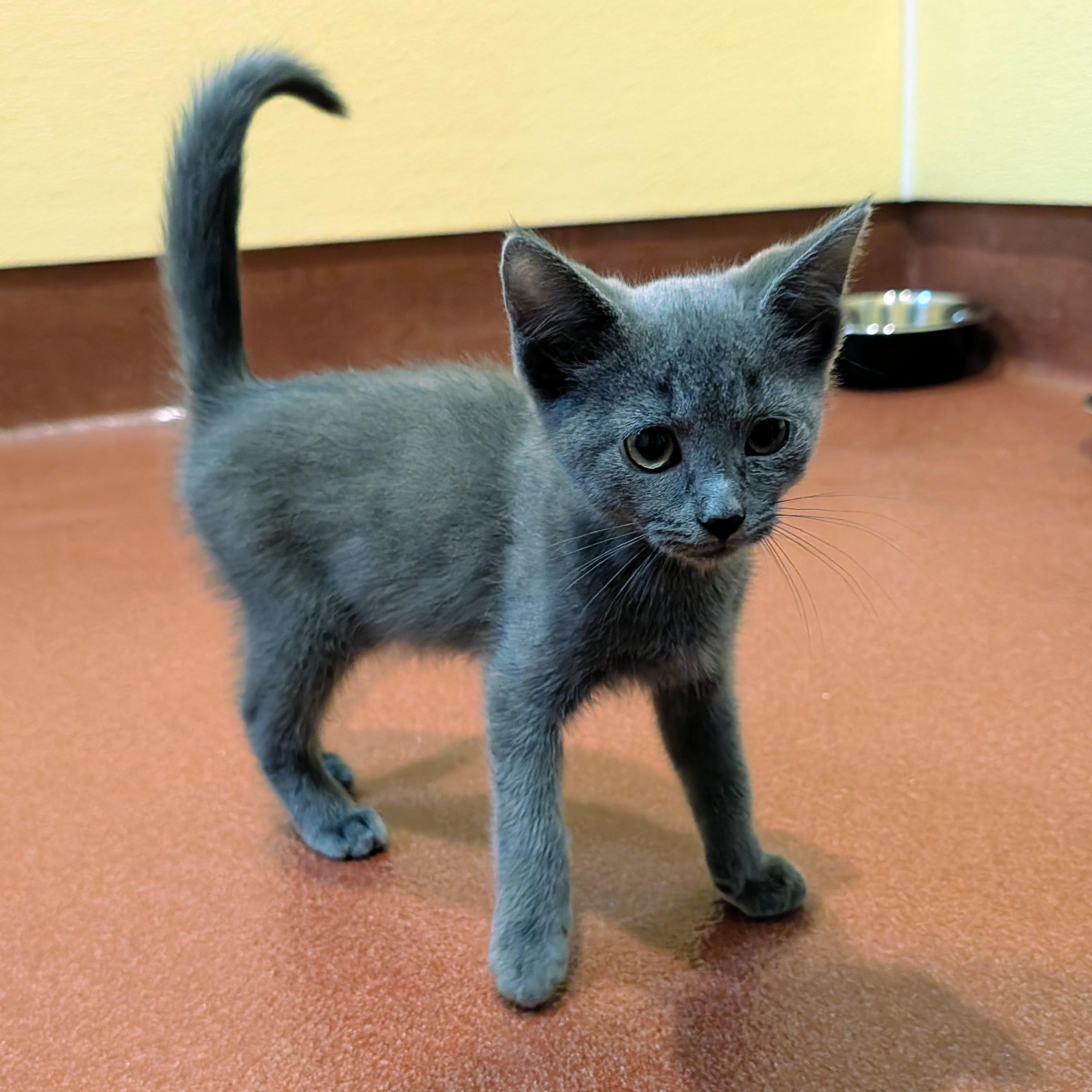 Enlarge Arthur, a Adoptable Domestic Short Hair in Accident, MD image 2/4